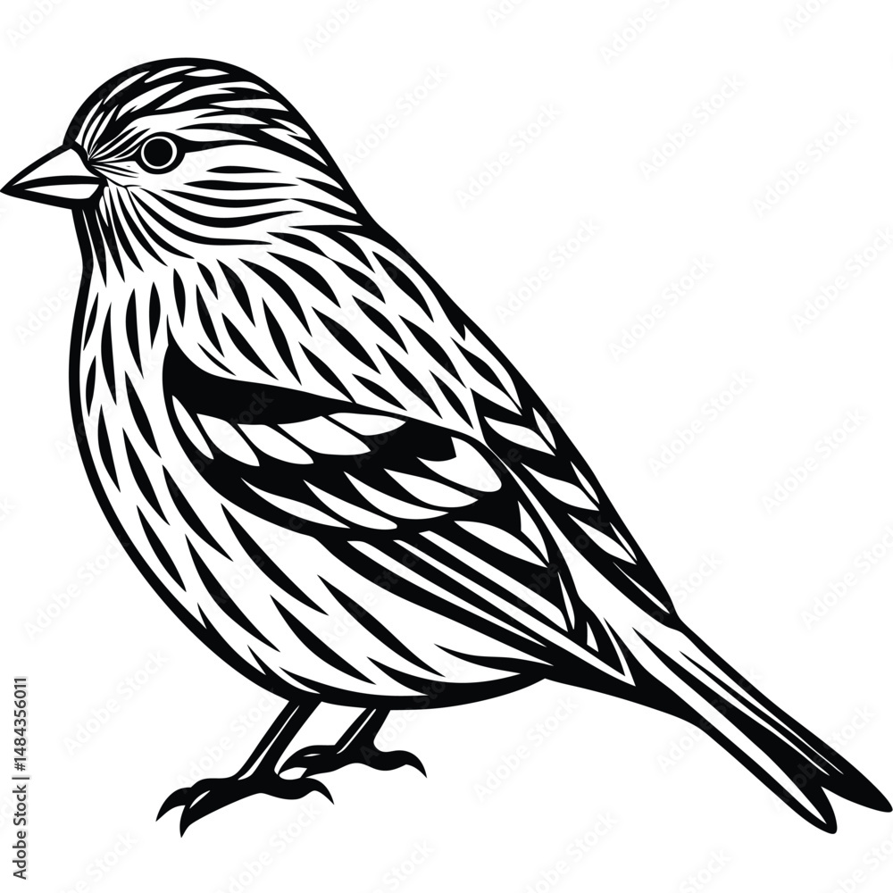 Fototapeta premium Pine Siskin vector illustration white background