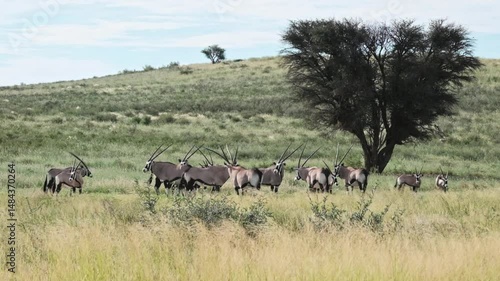 A herd of Gemsbok or Oryx on a green, grassy savannah in the Kalahari national park.