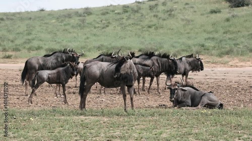 A herd of Wildebeest in the Kalahari national park in South Africa