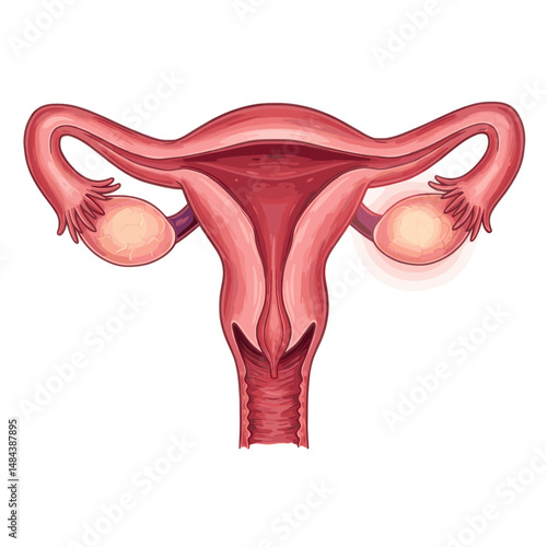 An anatomical illustration of the female reproductive system, highlighting the uterus and ovaries.