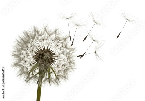 Wallpaper Mural Close up of a dandelion clock with seeds being blown away on a white background Torontodigital.ca