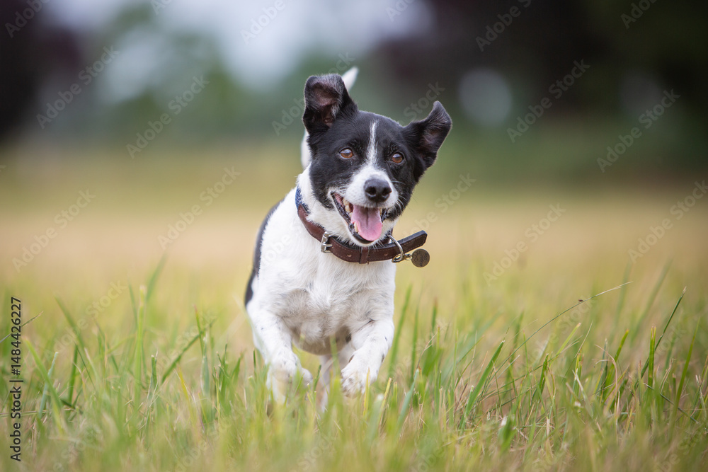 Jack Russell Terrier Dog on a Nature Walk Jack Russell Terrier Dog on a Nature Walk