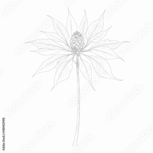Wallpaper Mural Elegant Poinsettia Line Drawing in Minimalist Style Torontodigital.ca