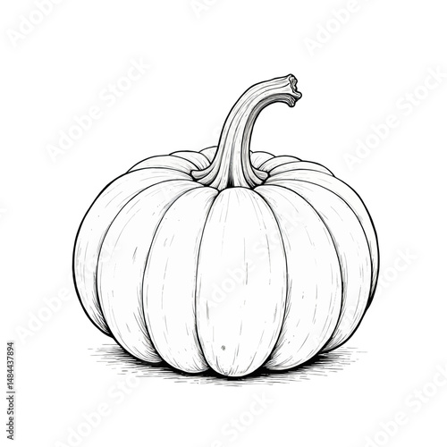 White Pumpkin Harvest Autumn Still Life Minimalist