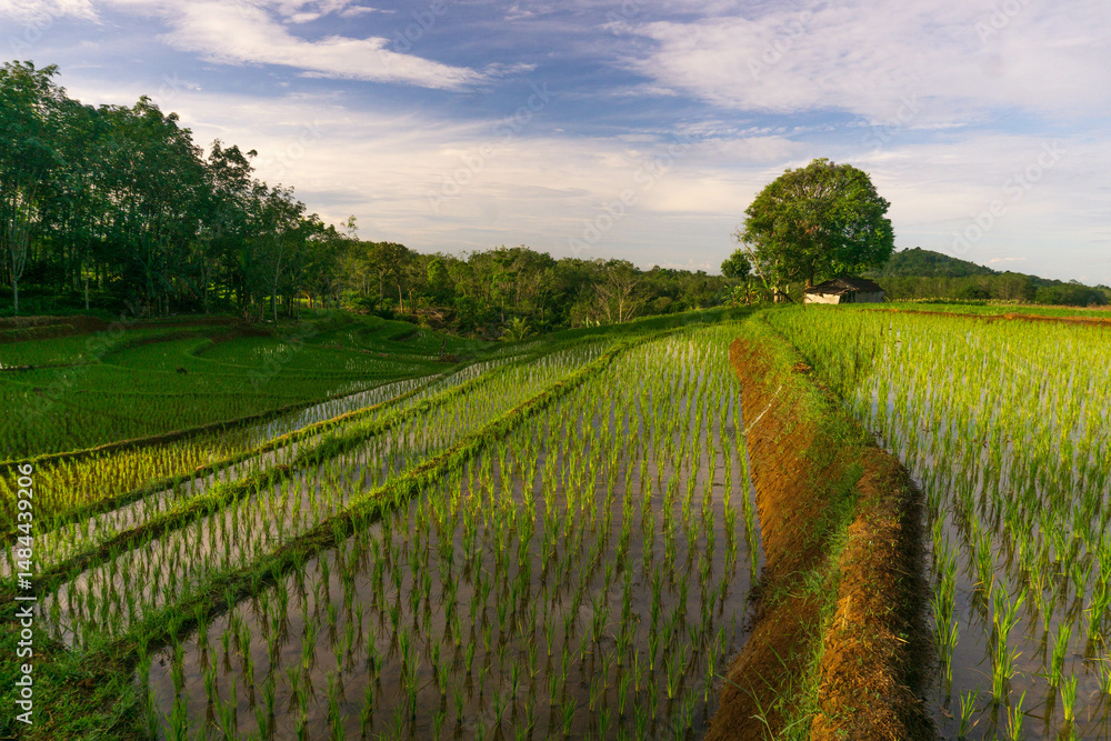 Fototapeta premium indonesia beauty landscape paddy fields in north bengkulu natural beautiful morning view from Indonesia of mountains and tropical forest