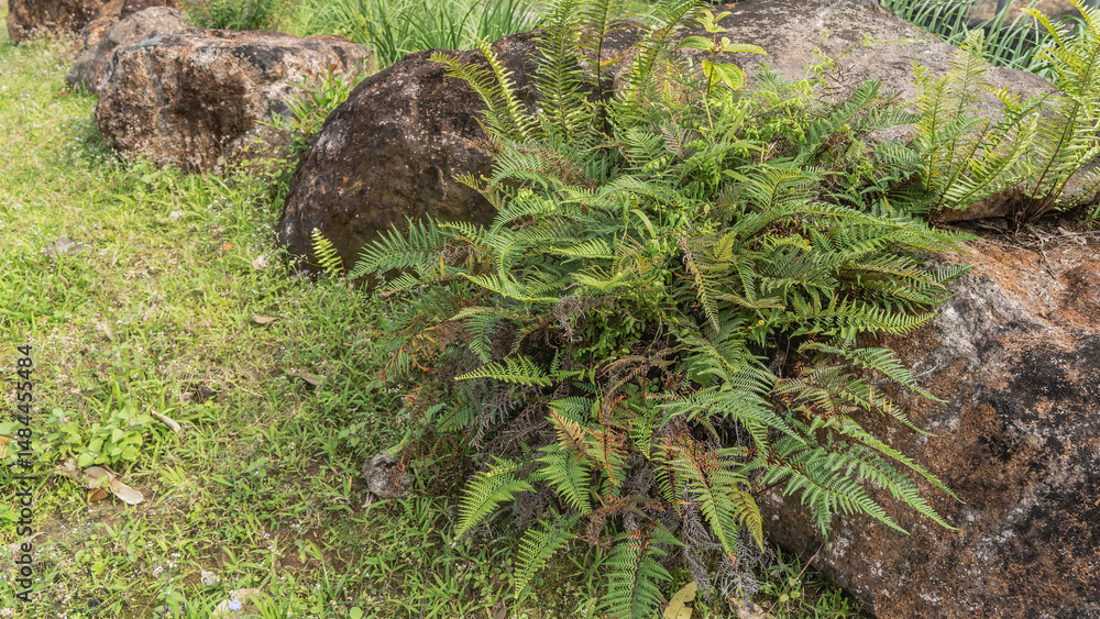Obraz premium A fragment of the landscape design of a tropical park. Ferns grow on mossy boulders. Green trimmed grass on the lawn. Mauritius.