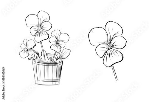 Pansy flowers in pot with separate bloom vector
