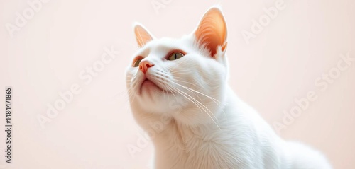 Regal white cat, head tilted up, gazing intently at something unseen against a bright backdrop,   watching,   image