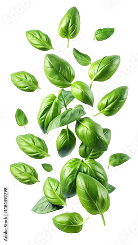 fresh flying basil leaves isolated on transparent white background, clipping path