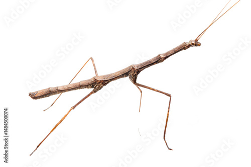Wallpaper Mural Close-up of a Stick Insect, Phasmatodea Order, Isolated on White Background Torontodigital.ca