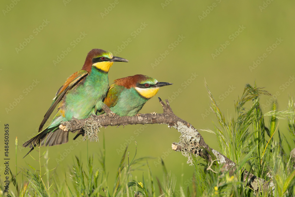 Two European bee-eaters - Merops apiaster perched and observing insects at green background. Photo from Calera y Chozas in Spain, Toledo Province. Two European bee-eaters - Merops apiaster perched and observing insects at green background. Photo from Calera y Chozas in Spain, Toledo Province.