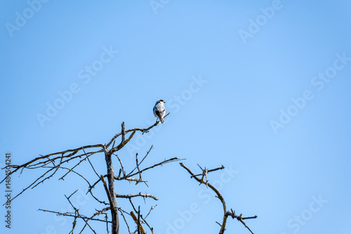 Fotografie A Great grey shrike (Lanius excubitor) sits on a withered, bare tree with thorns
