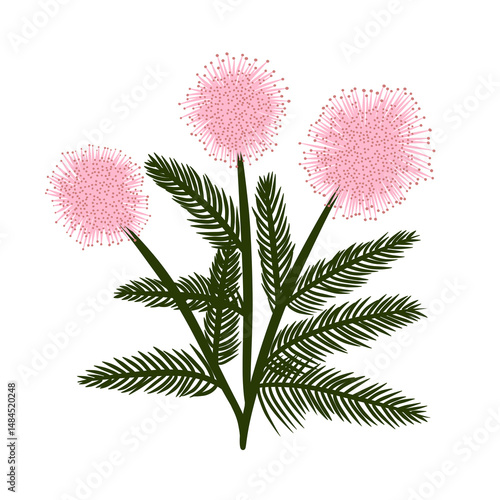 pink mimosa flower and the leaves