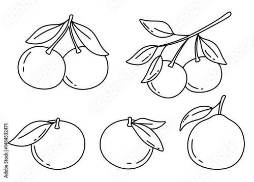 Hand drawn sketch of orange, tangerine fruit. Vector isolated illustration. Engraved style drawings set.