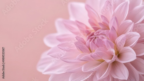 Dahlia Flower With Intricate Petal Arrangements Against A Soft Pink Background