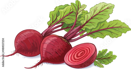 Beetroot with beetroot slice in white background vector design, Beetroot Illustration vector design