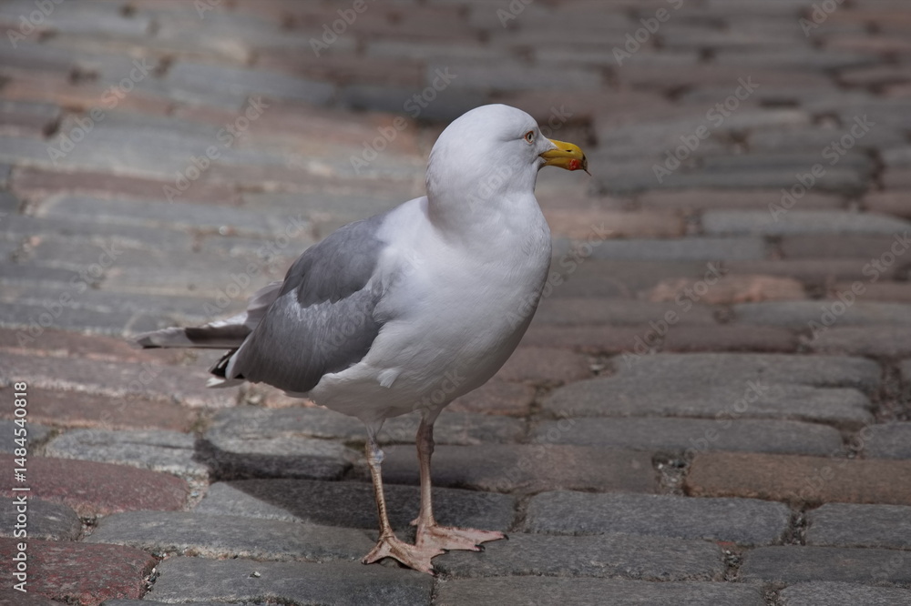 Fototapeta premium Portrait of seagull on the city street