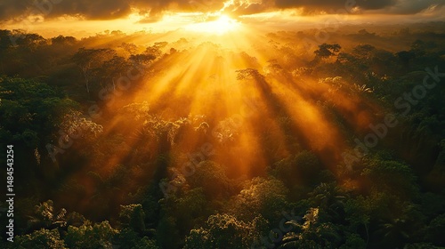 A dense, tropical rainforest canopy bathed in the golden light of a setting sun, casting long, dramatic shadows below