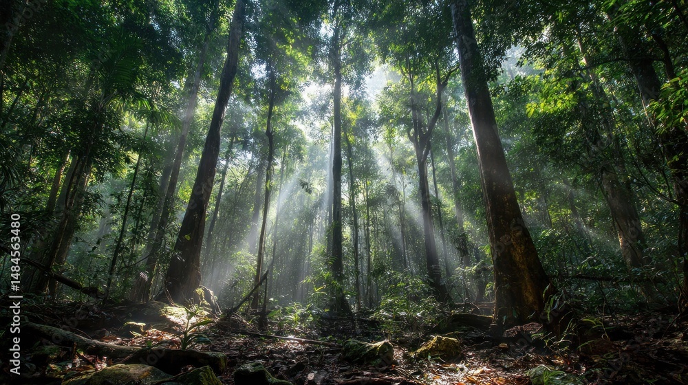 Obraz premium Sunlight filters through dense rainforest canopy