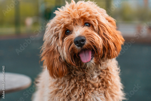 A close portrait of a charming curly brown dog of breed Labradoodle or Cavapoo outdoor. The breed of the dog is a cross between a poodle.