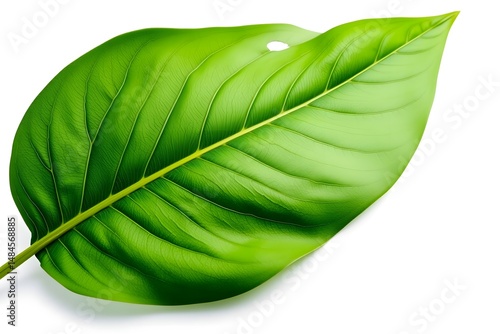 Bright Green Leaf Isolated on White Background Macro Image