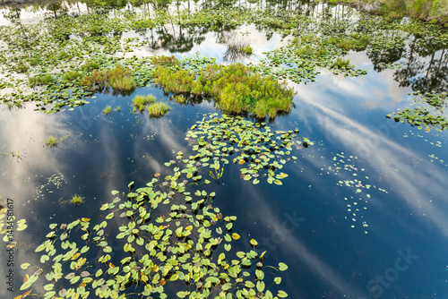 Fotografie Tropical forest lake vegetation in southern swamp