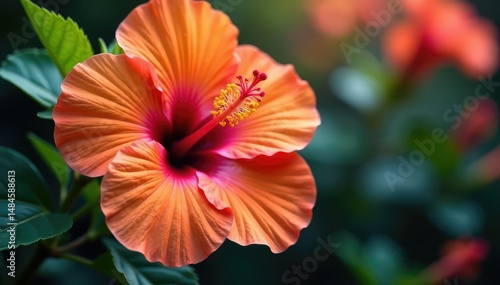 Bold tropical hibiscus, vibrant orange & pink, large scale, summer, floral, wallpaper