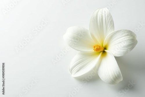 Close-up shot of pristine white petals on a stark white background , purity, detail
