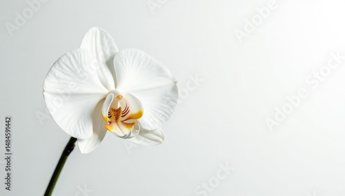 Delicate white orchid blossom against pure white backdrop, zen, fragile, still life