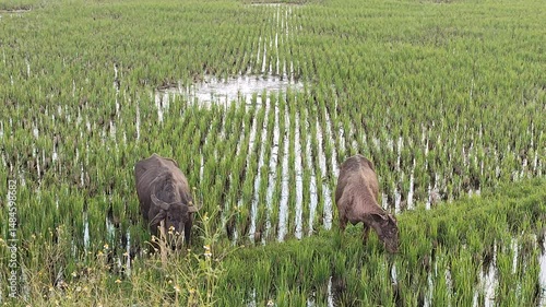 Water Buffalo Grazing in Green Rice Field Agriculture Landscape