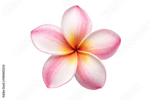 frangipani flower isolated on white