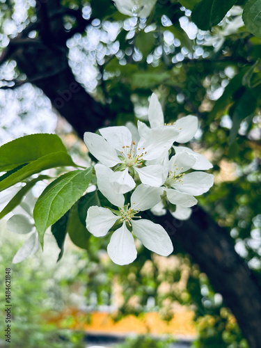 Blossoming apple tree flowers in the sun	
