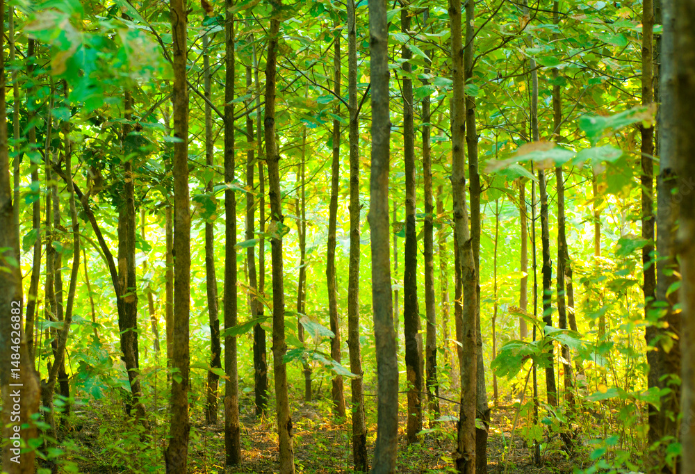 Abstract forest background, nature abstract background, forest blurred background. Abstract forest background, nature abstract background, forest blurred background.
