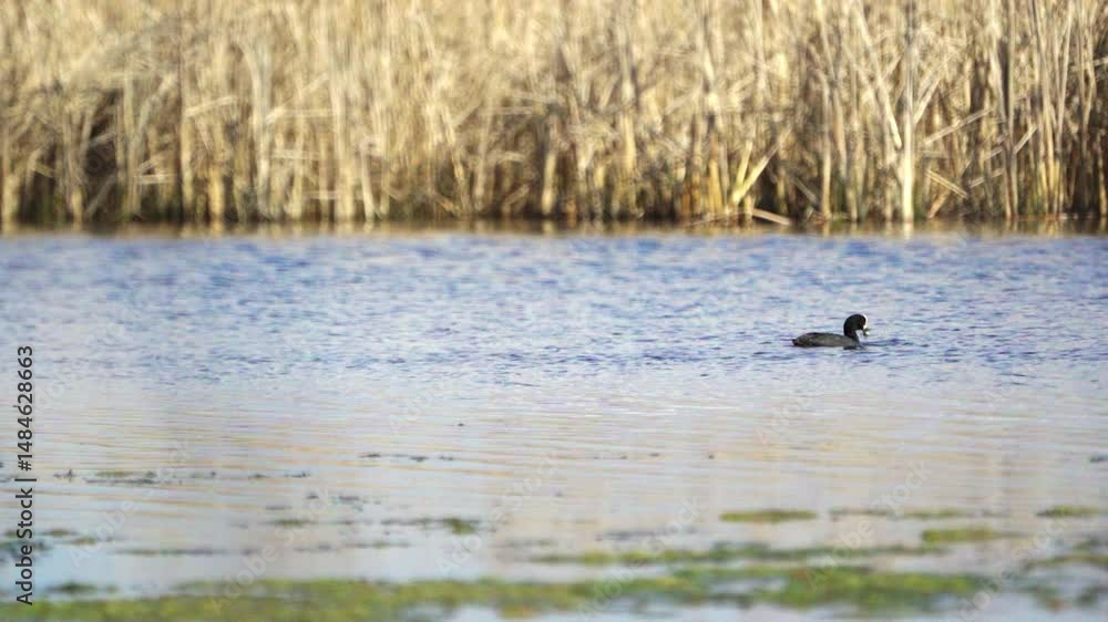 Eurasian Coot (Fulica atra) swims in the pond and dives in search of food. Slow motion. Eurasian Coot (Fulica atra) swims in the pond and dives in search of food. Slow motion.