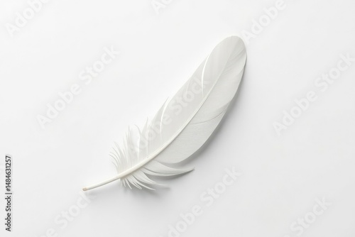 A single white feather, perfectly centered on a stark white background , nature, feather