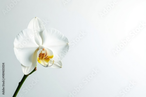 Delicate white orchid blossom against pure white backdrop, flower, simple, nature