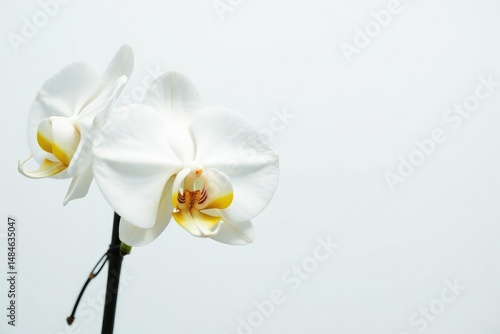 Delicate white orchid blossom against pure white backdrop, wildflower, image, photography