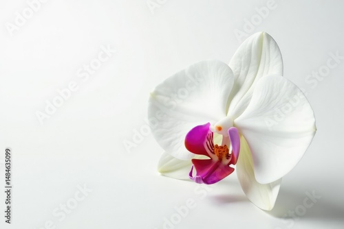 Delicate white orchid blossom on pure white backdrop, bloom, flower, white