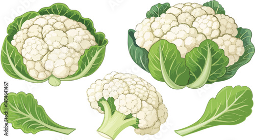 Cauliflower vector design, Cauliflower in white background Illustration vector design