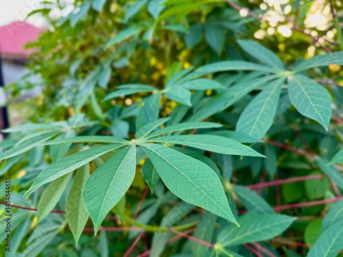 Wallpaper Mural Cassava leaves grow in the garden Torontodigital.ca