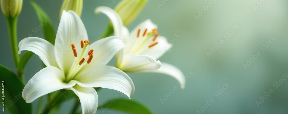 Fototapeta premium Close-up of pristine white lilies, soft focus background, peaceful, background, lily bloom