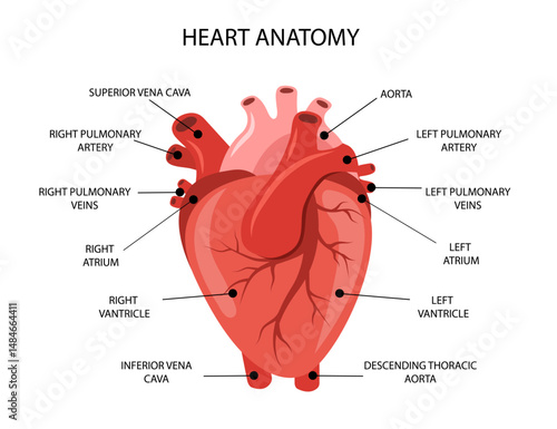 Human heart anatomy. Medical structure of internal organ. Educational information poster. Vector illustration in flat cartoon style.