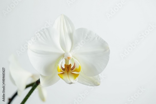 Delicate white orchid blossom, pristine petals against pure white backdrop, botany, serene