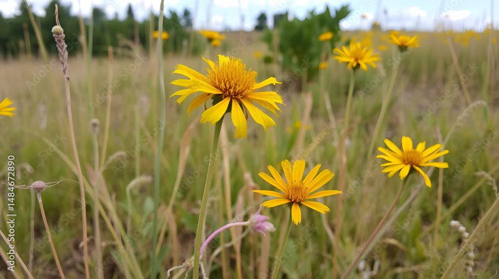 Fototapeta premium Showy goldenrod and rough blazing star blooming in a late summer prairie landscape.
