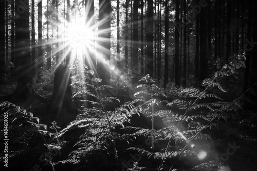 A black and white photograph captures the radiant sun shining through tall trees onto ferns in a forest undergrowth, creating a dappled play of light and shadow
