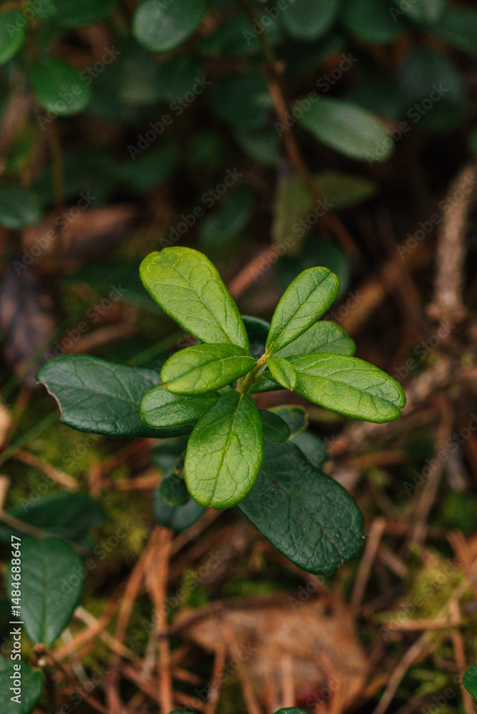 New and old lingonberry leaves New and old lingonberry leaves