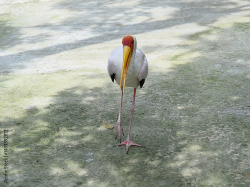 Photography Yellow Billed Stork
