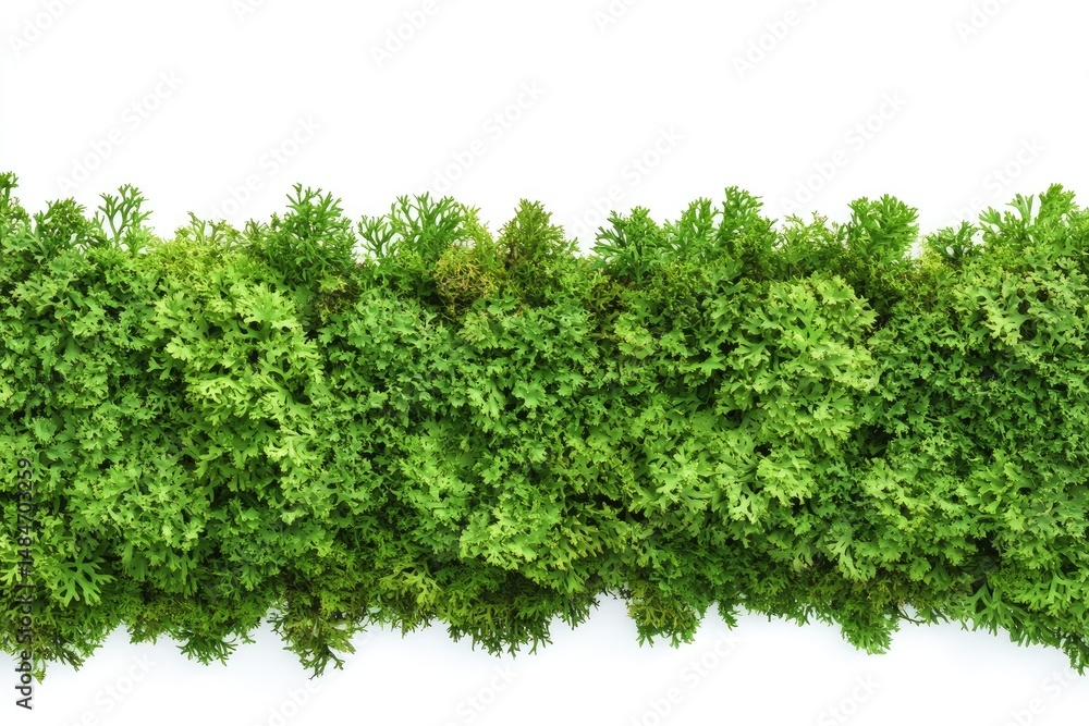 Obraz premium Dense green foliage border