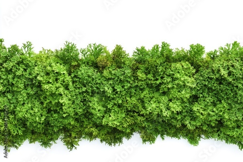 Dense green foliage border