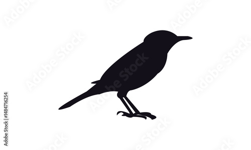 Aguiguan reed warbler bird Silhouette Design  And Vector Illustration. 